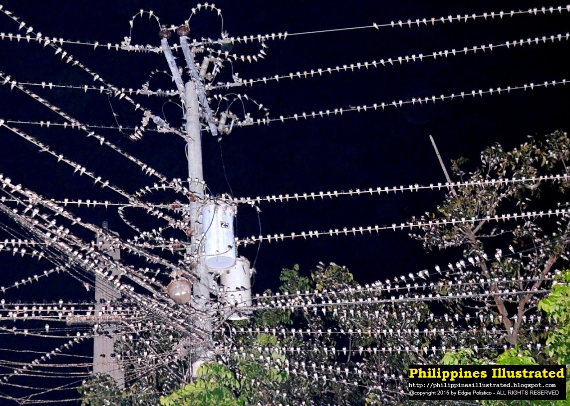 Setting Footprints Why sayaw birds are in Mindanao