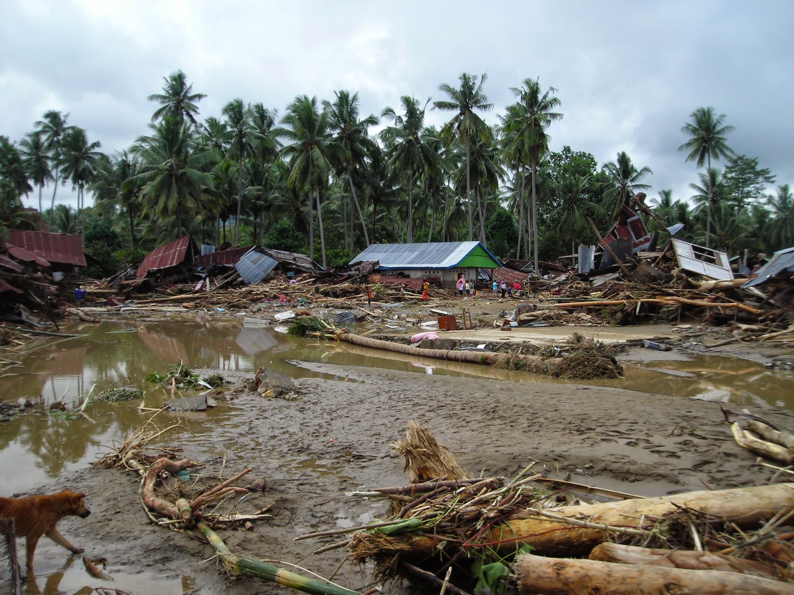 tukangbaca.com: Dampak Penebangan Hutan Secara Liar
