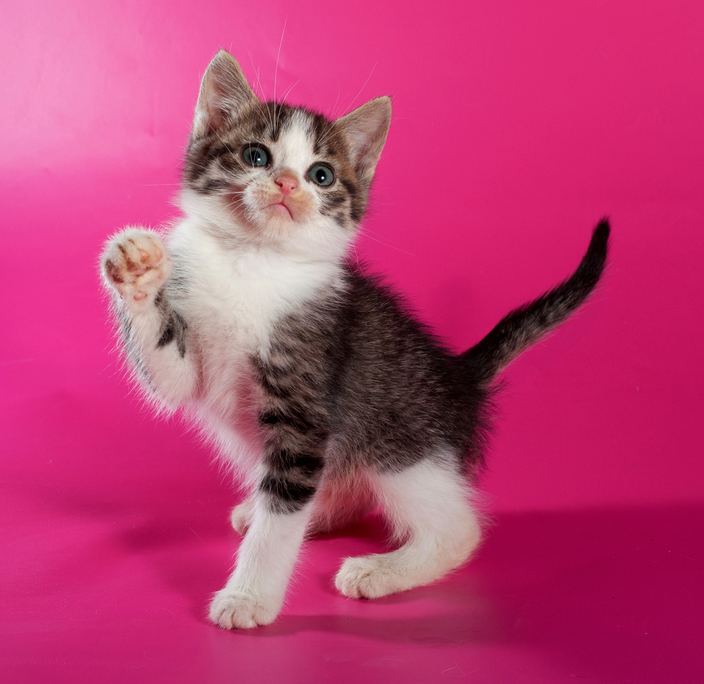 Юные лапки. Микро котёнок сидит. Пятнистый розовый кот. Lucky gatito. Флаффи Триколор.