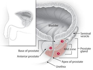 prostata apex)