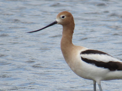 American Avocet