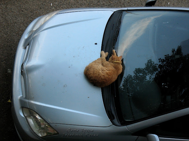 Спящий кот Спящий кот