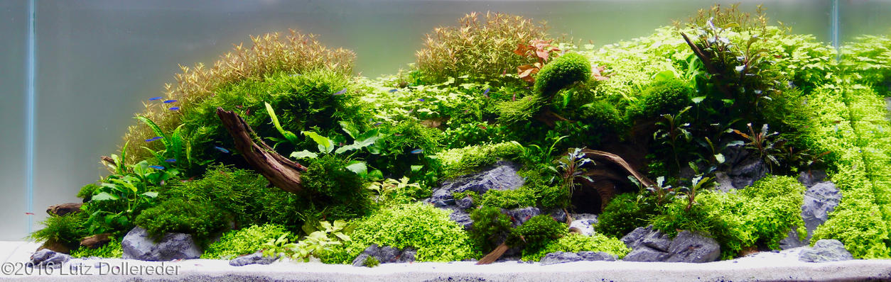european aquascape channel 2016