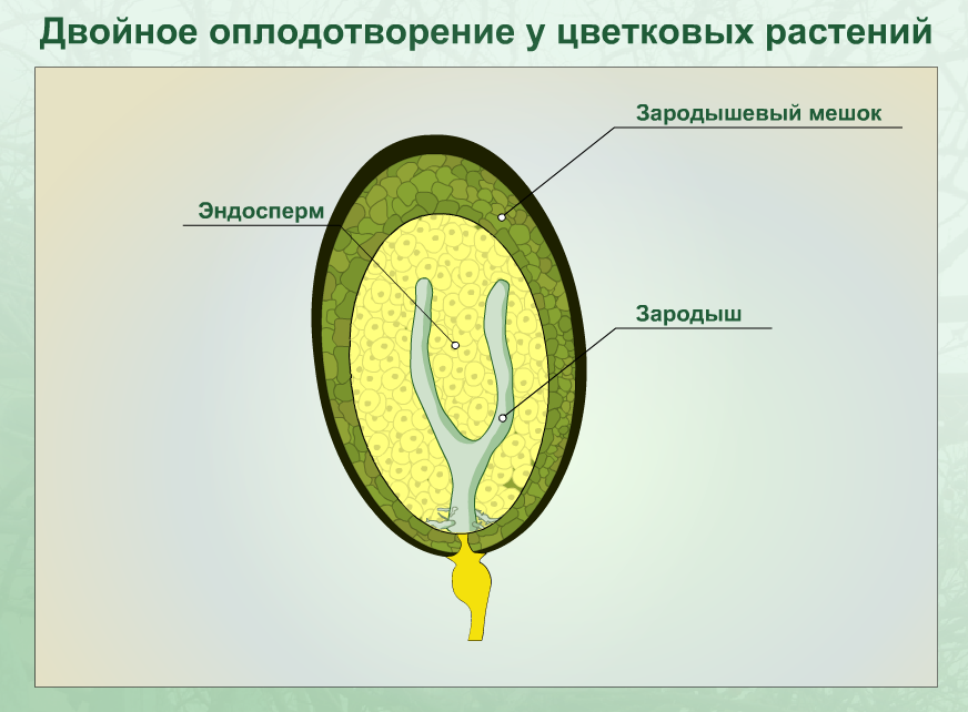 Какой набор хромосом имеет клетка эндосперма гороха