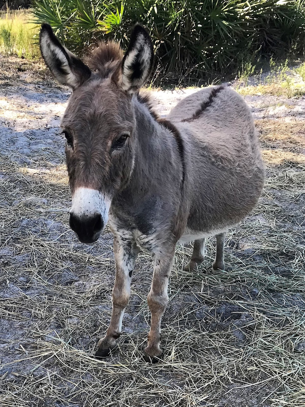 Pine Island, Florida Agricultural Properties on Pine Island, Florida