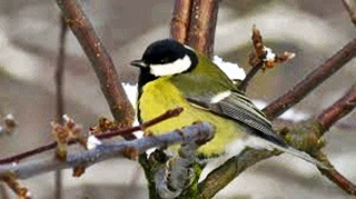 [Obrazek: bajka%2B6%2Bx%2B320.jpg]