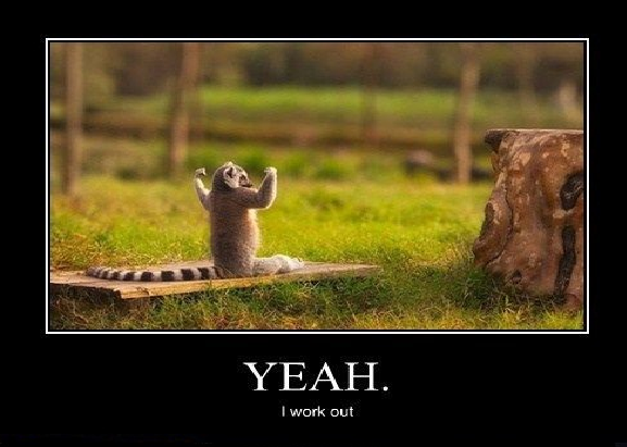 Motivation bar: look this animal workout