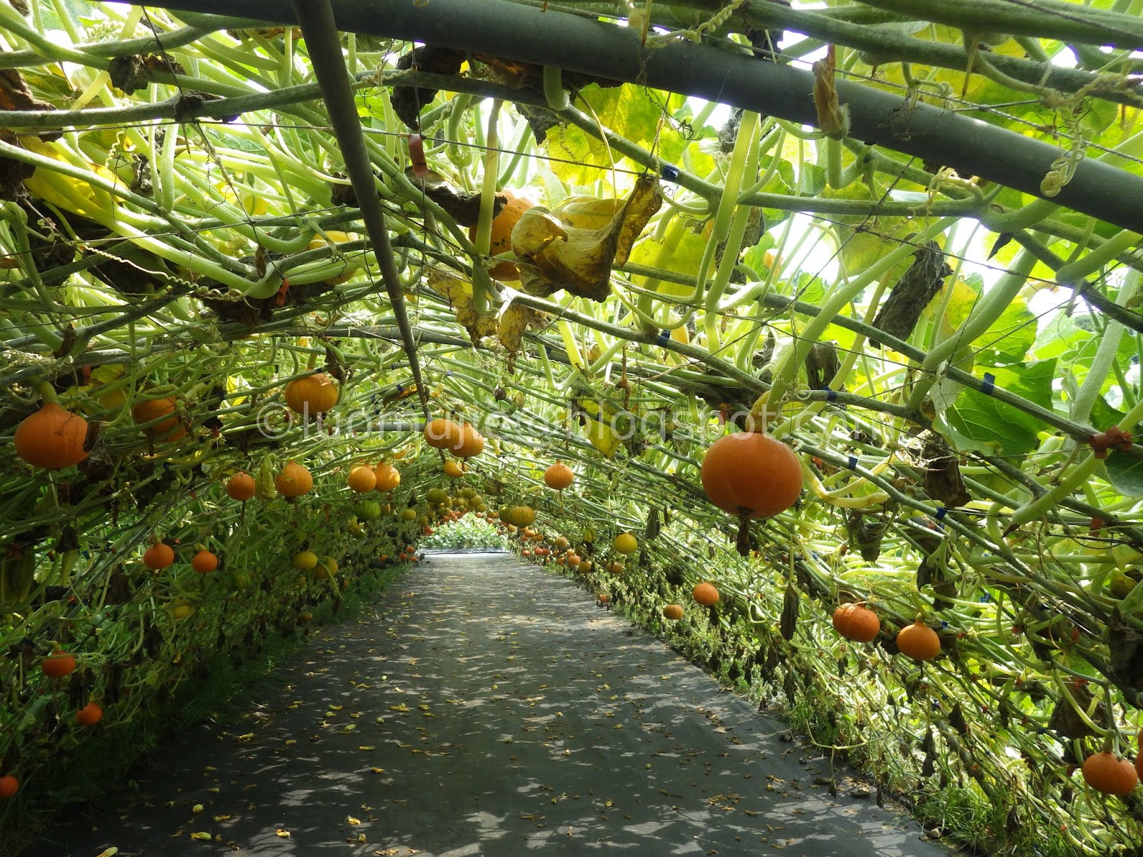 Tamsui Pumpkin Tunnel (淡水南瓜隧道) [Travel in Taiwan 180519: Pump Up the ...