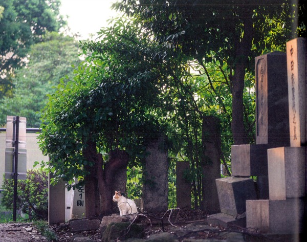 tokyo cemetery