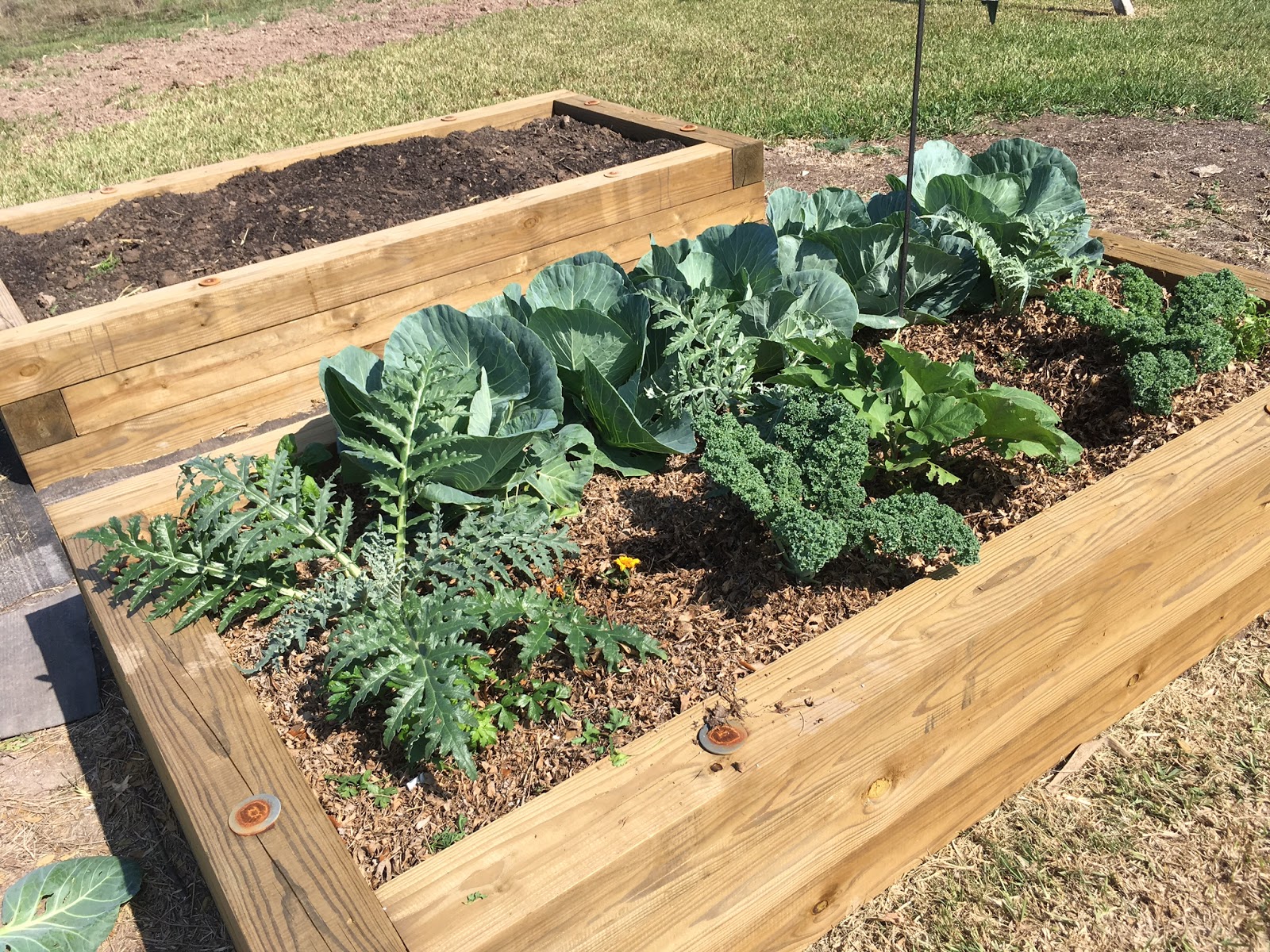 Cultivating Paradise March in the Deep South Texas Garden