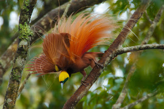 Raggiana Bird of Paradise, Papua Endemic Species