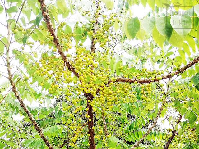 Phyllanthus acidus, czyli liściokwiat kwaśny, ciekawa i mało znana roślina tropikalna podobna do karamboli. Nazwa, pochodzenie, występowanie, historia, wygląd, jadalne owoce, smak, kwitnienie. Dziwne owoce egzotyczne. Liściokwiat, roślina uźytkowa, lecznicza.