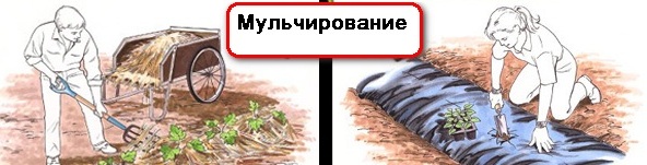 Мульчирование клубники. - Клубника-земляника