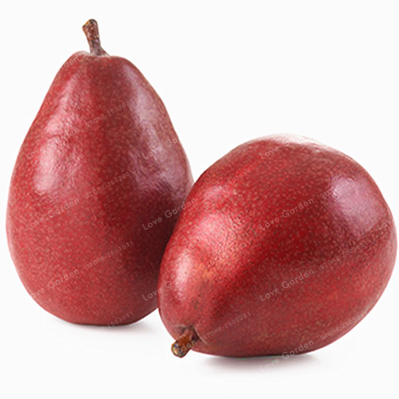 Red Pear Seeds 50 PCS ( Pyrus communis ) Rare Organic Fruit Pear Tree Seeds