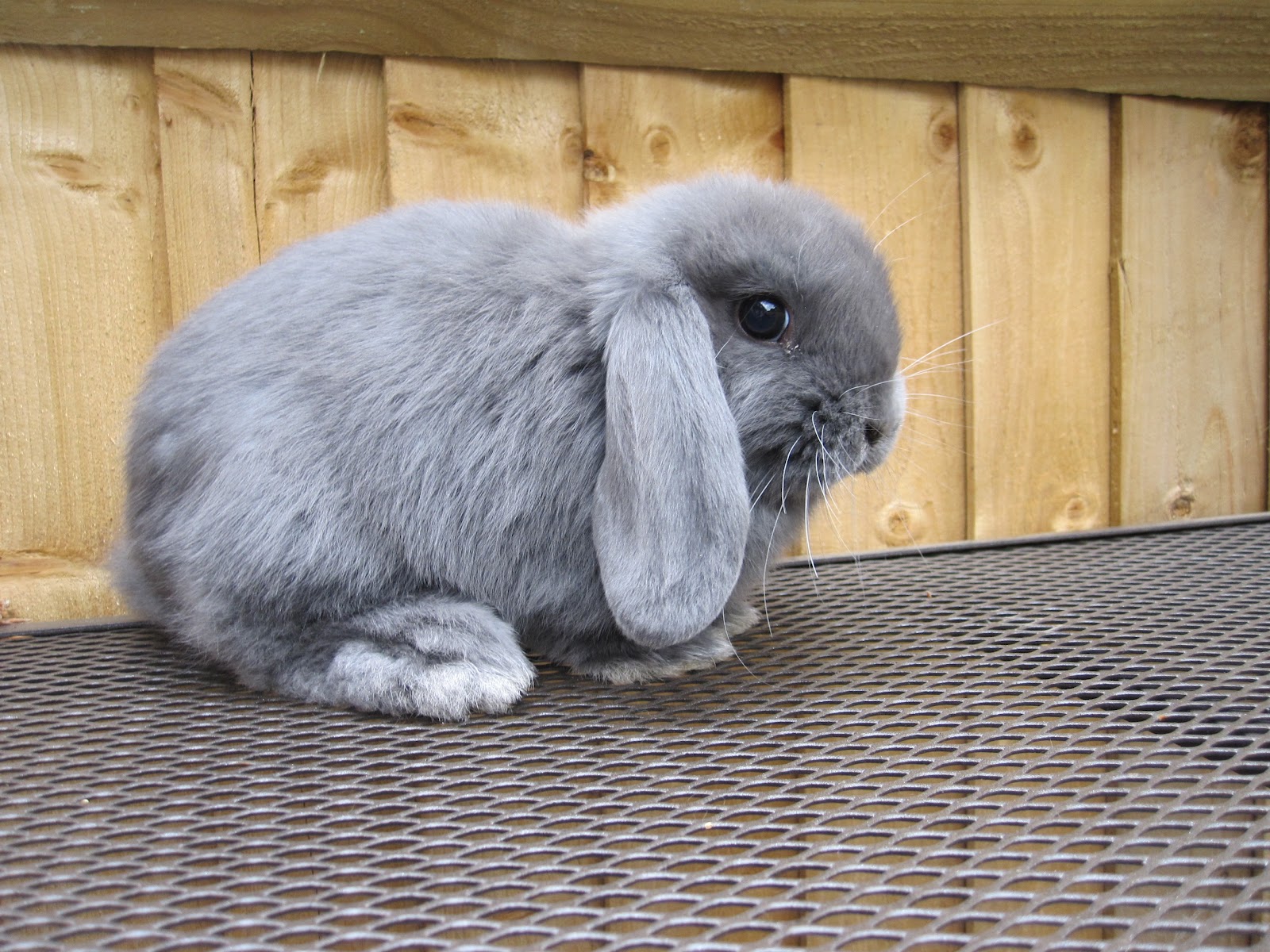 Lop Eared Bunnies Surrey Pics of bunnies for sale