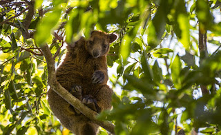 Tree-kangaroo