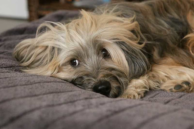 vergrößerte prostata beim jungen hund