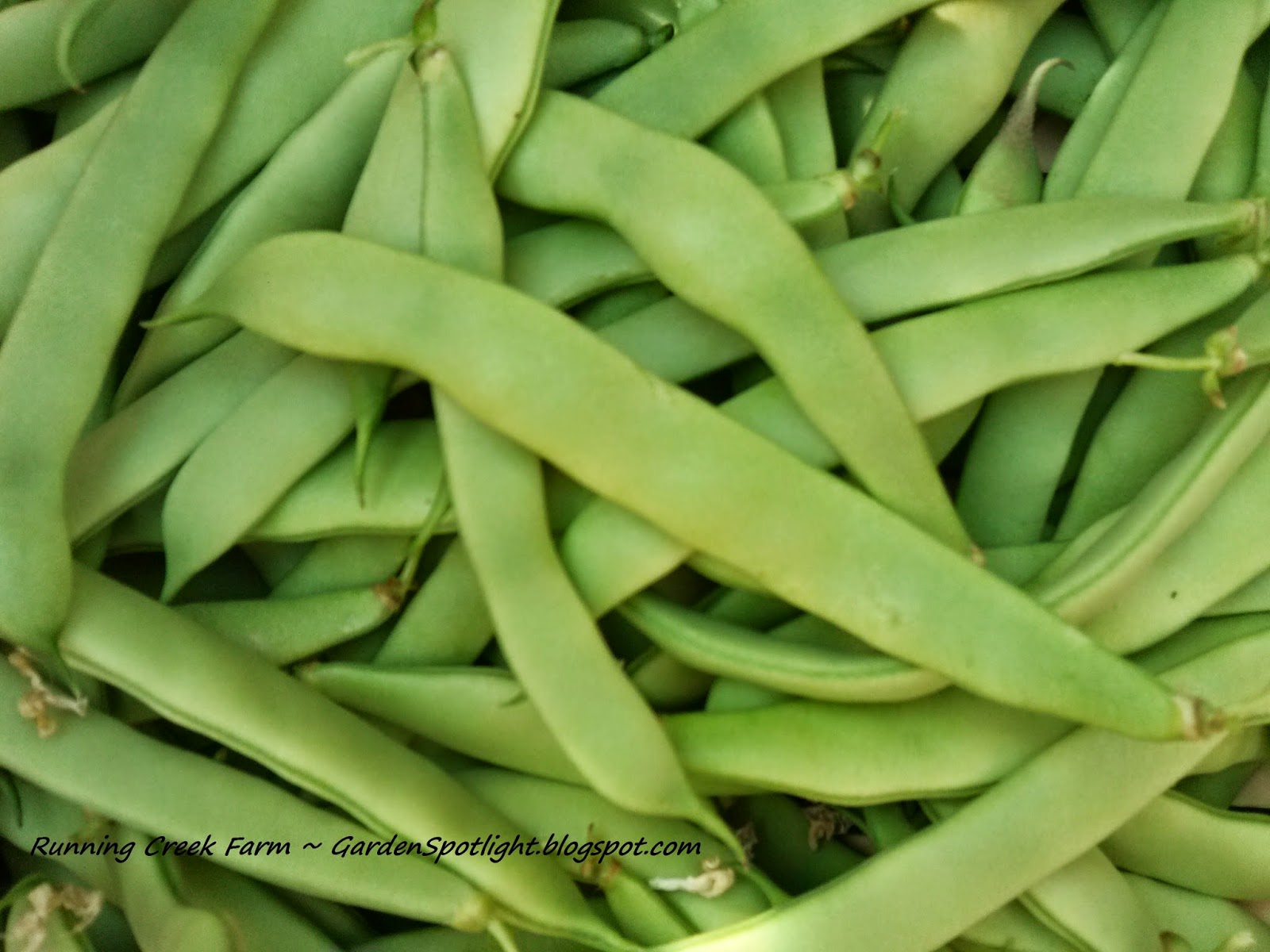 Italian Pods of Goodness