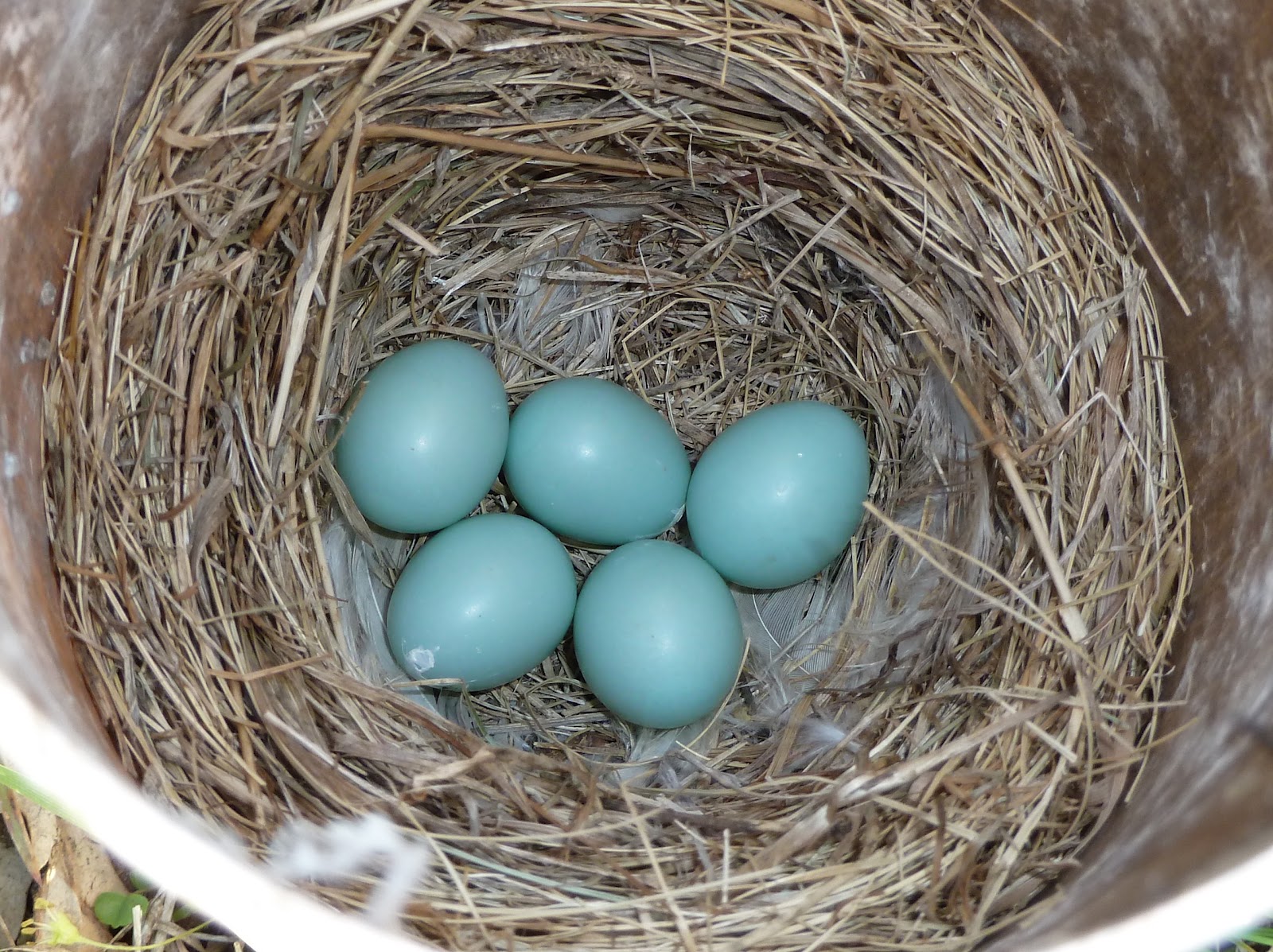 Penelopedia: Nature and Garden in Southern Minnesota: Bluebird Trail