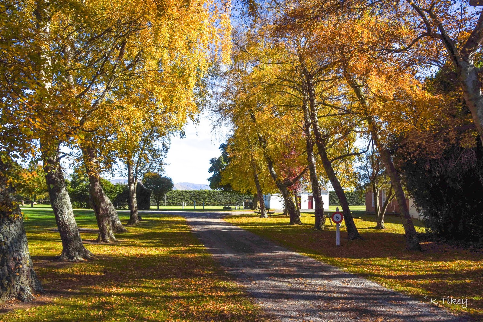 Paws Awhile Mount Somers & The Coolest Hedge