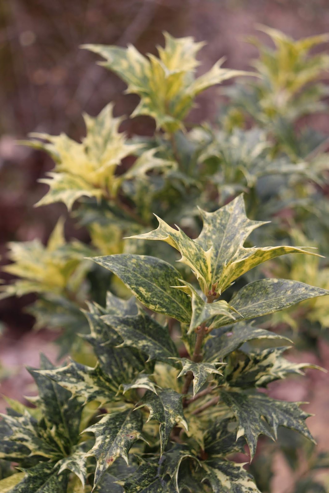 Danger Garden Drawing Nature Into The Urban Landscape