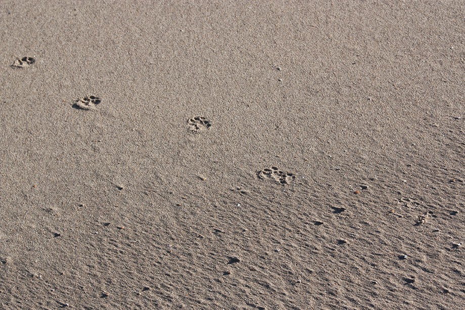 dog's footsteps in sand