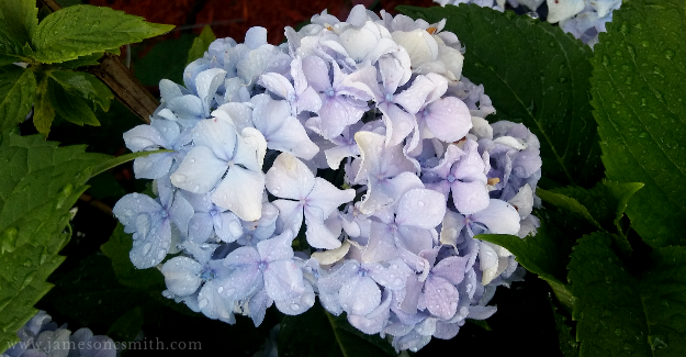 Blue and purple hydrangea flower.