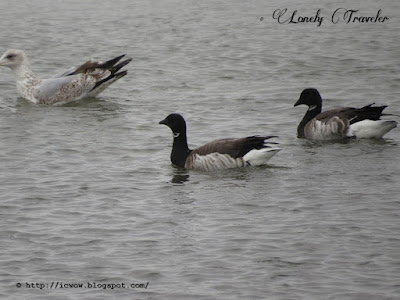 Brent goose - Branta bernicla hrota