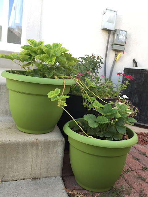Strawberry plant with runners