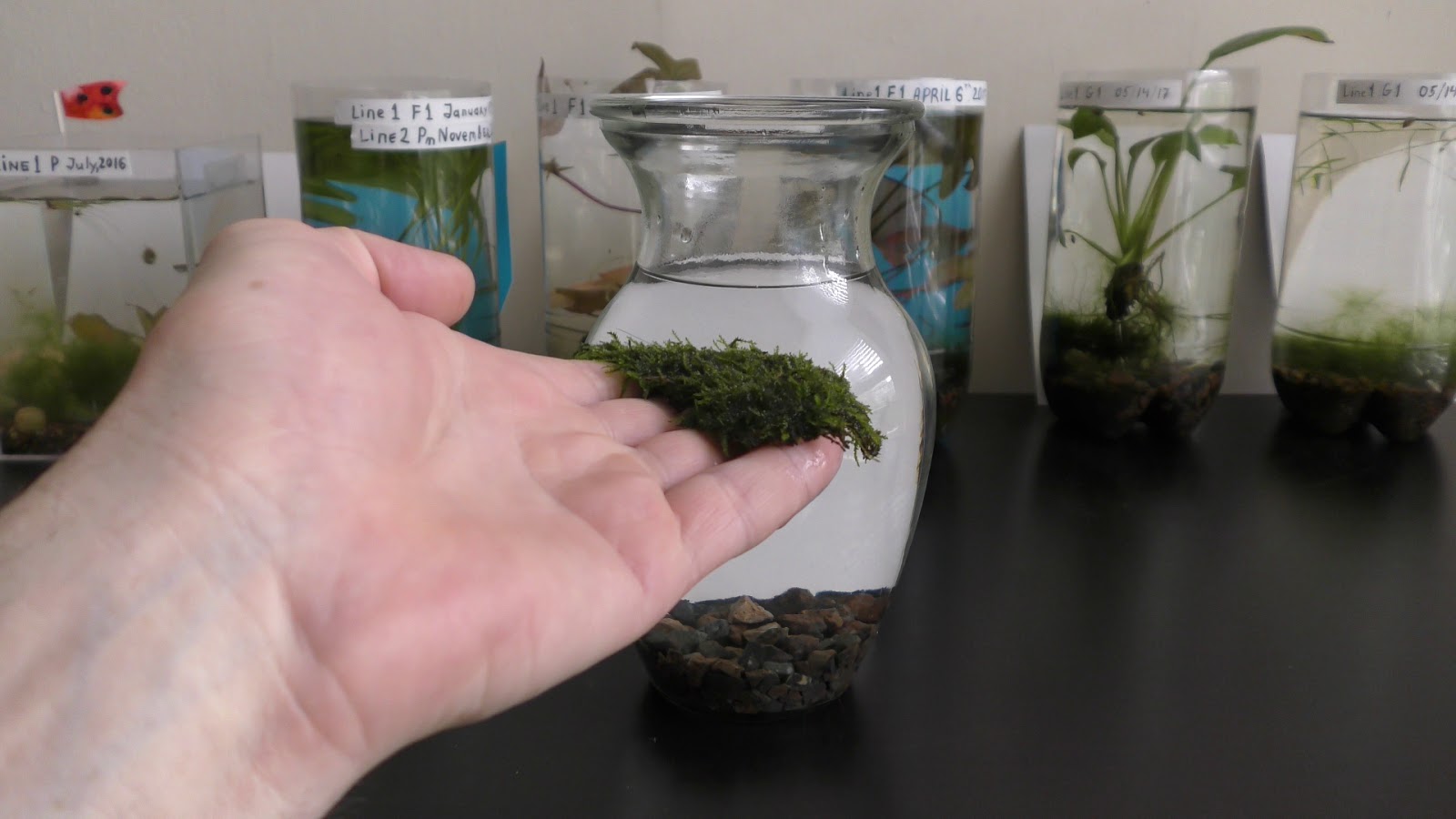 Random Bits Growing Terrestrial Moss in Aquarium