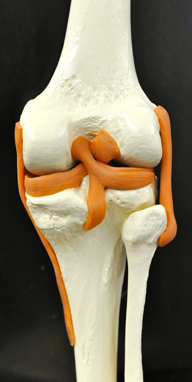 Human Anatomy Lab: Knee Joint Model