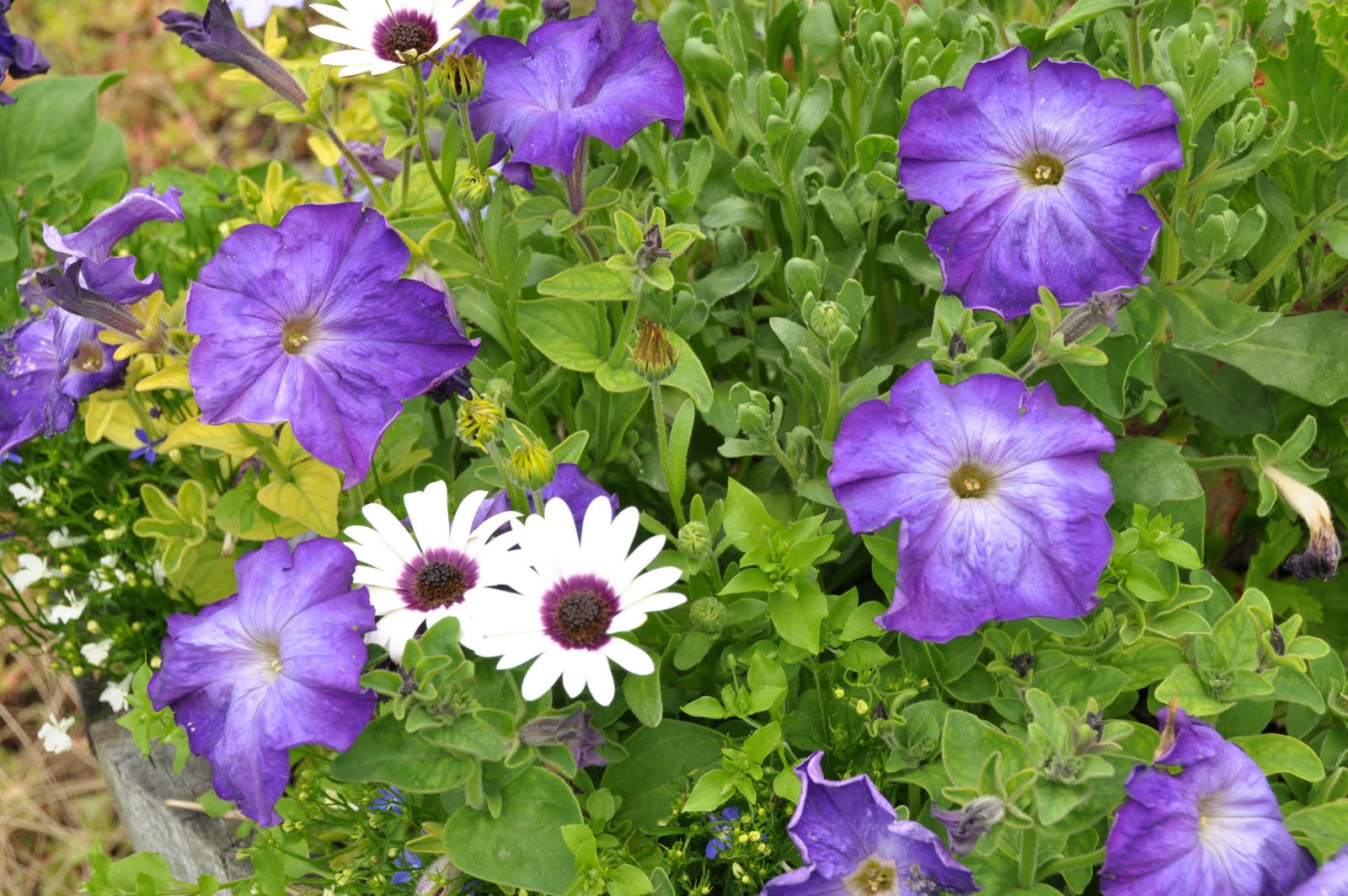 Northern Exposure Gardening Blast of Annuals, Full Out Perennials