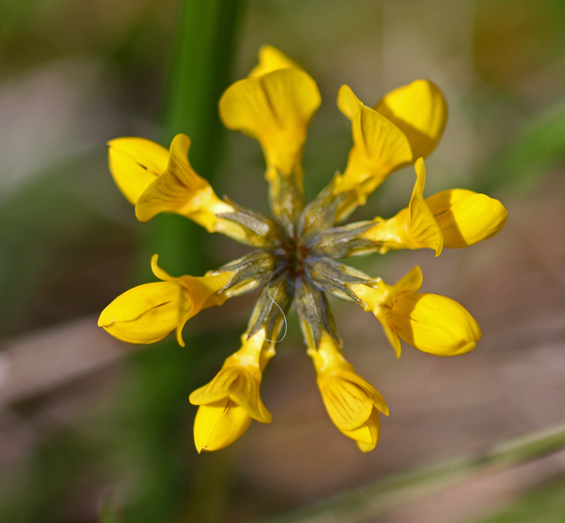 A Botanical Journey Mostly from Kent & SE England Orchids and Chalk