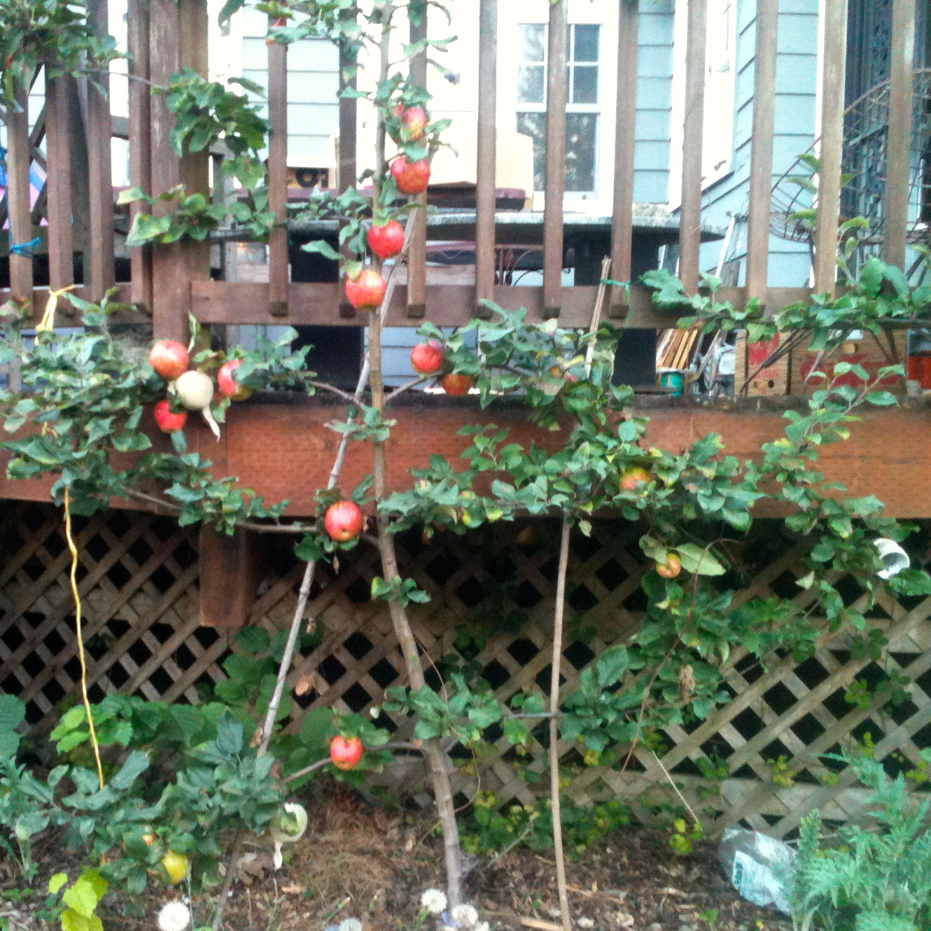 Several Gardens Farm What's in the little fridge?