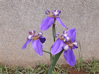 As plantas, se podadas as pontas de seus galhos, ficam cheias, frondosas. Se, ao contrário, eliminamos os ramos internos, garantimos mais força para os ramos que escolhemos. O que fazer com as plantas que geram folhas desde a raiz, como é o caso da íris da praia e do capim cidreira (assim, também, a estrelitzia, a flor-de-leopardo, a moréia, o agapanto, a grama-preta, 