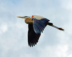 heron flying fly herons flight google birds