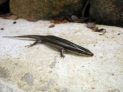 Greater Martinique Skink