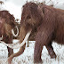 Mammoth Task: Billionaire-Funded Effort to Resurrect Woolly Beast