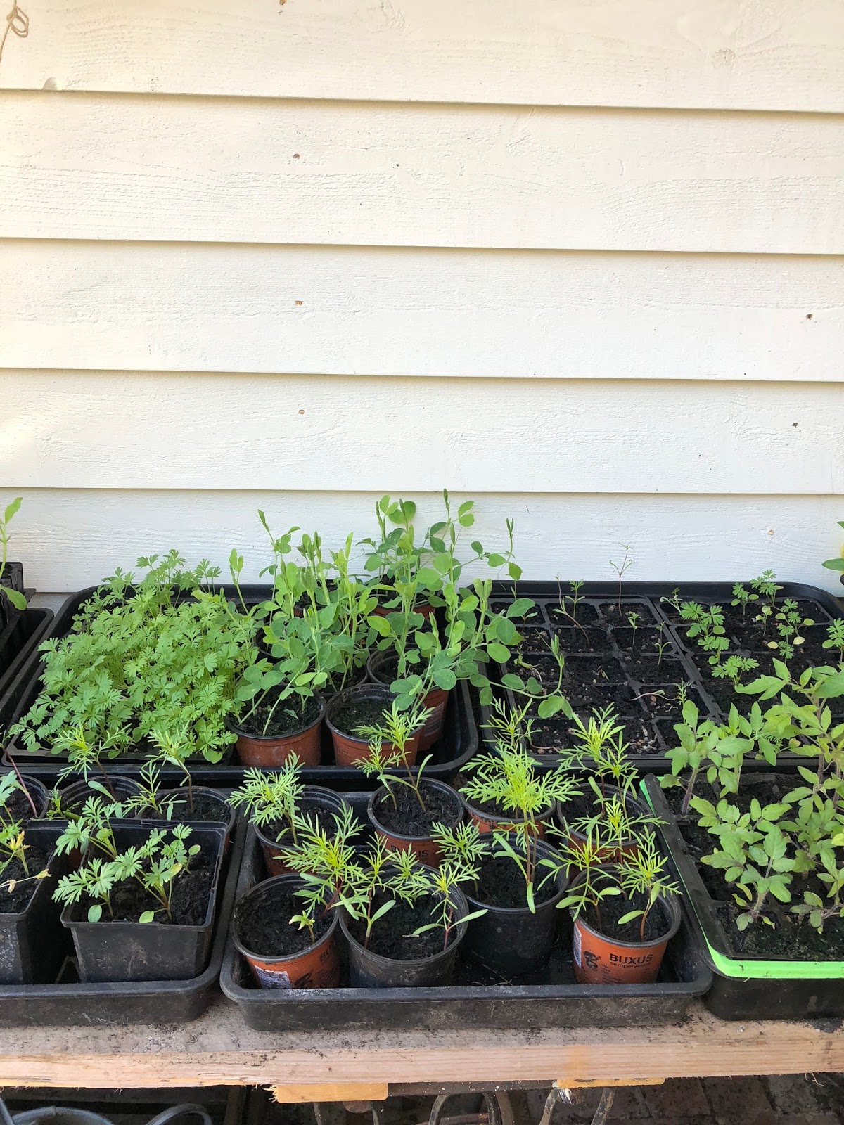 Garden // Spring Planting {with Sarah Raven} Roses and Rolltops