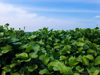 Fresh Green Leaves Of Goat's Foot Or Beach Morning Glory Plants Grow By The Beach At Umeanyar Village, North Bali, Indonesia