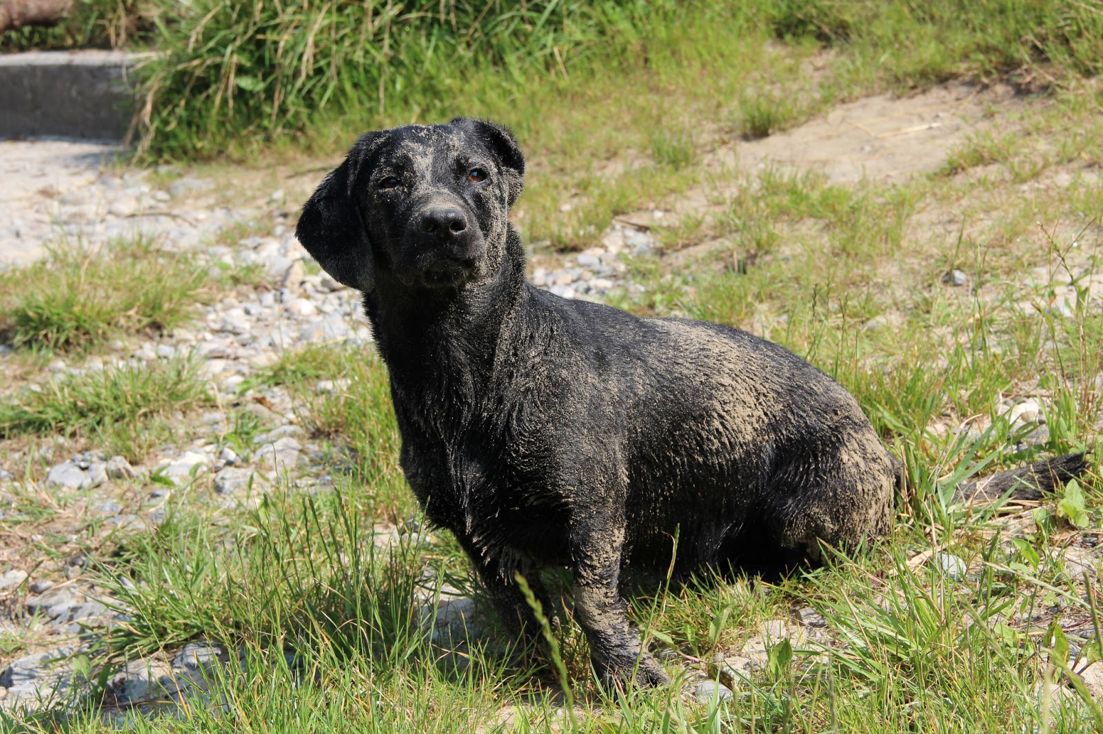 Stadtwölfe Juli 2013