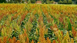 Sorghum a cereal grain is the ﬁfth most important cereal crop in the world.