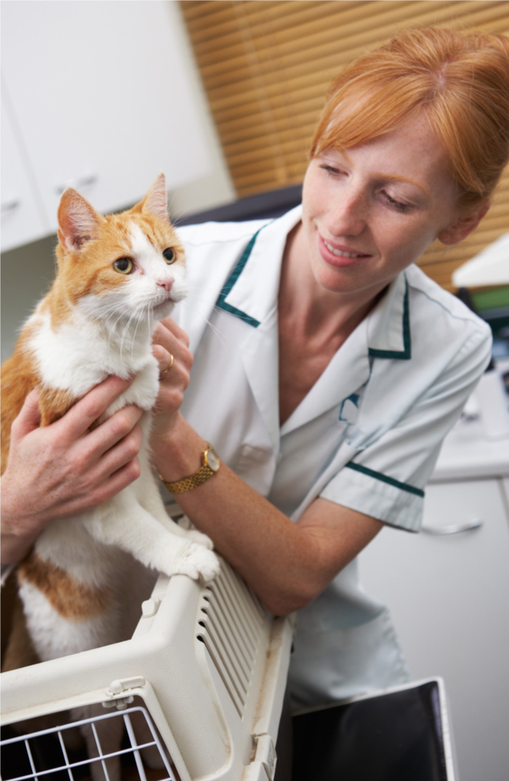 Eight Ways to Help Your Cat Go to the Vet (Guide)