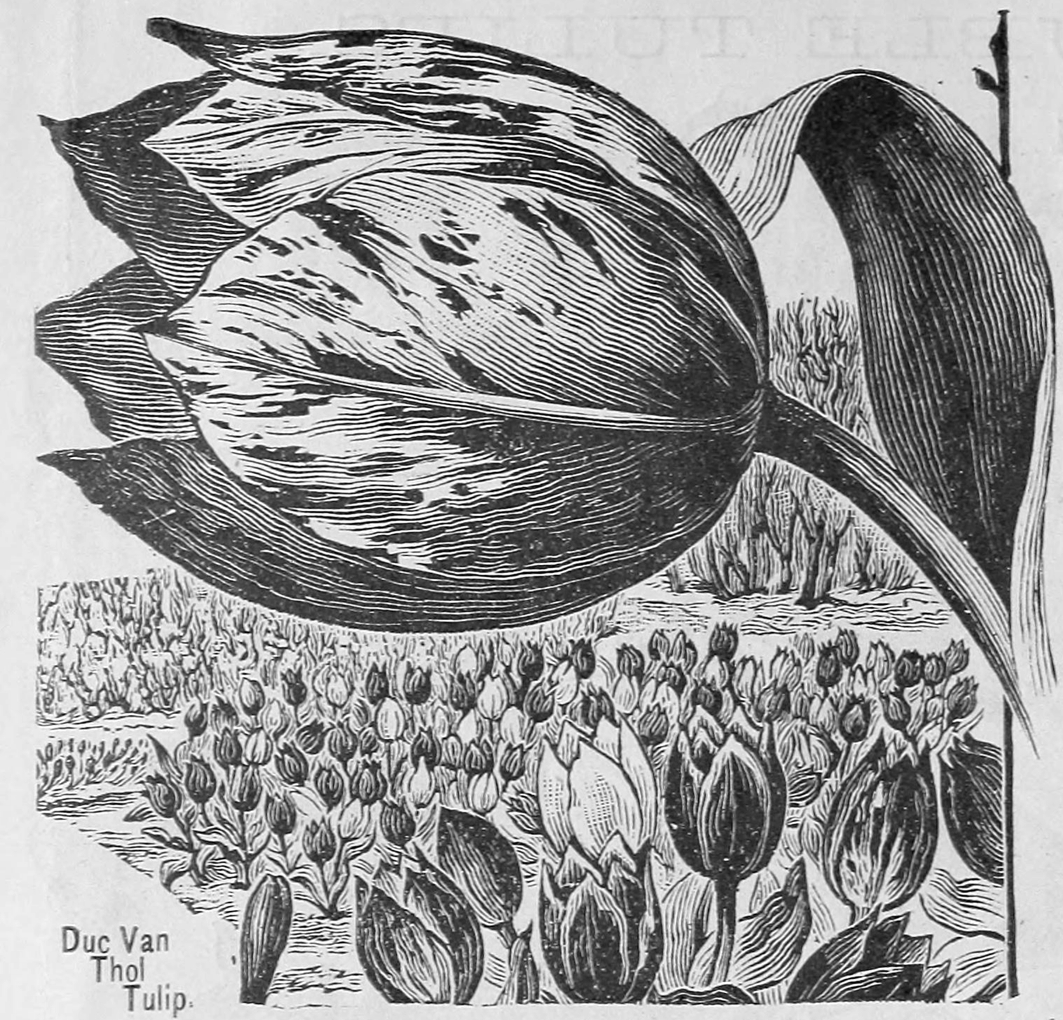 data-deluge-tulip-mania-1637