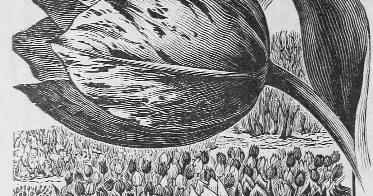 Data Deluge Tulip Mania? (1637)
