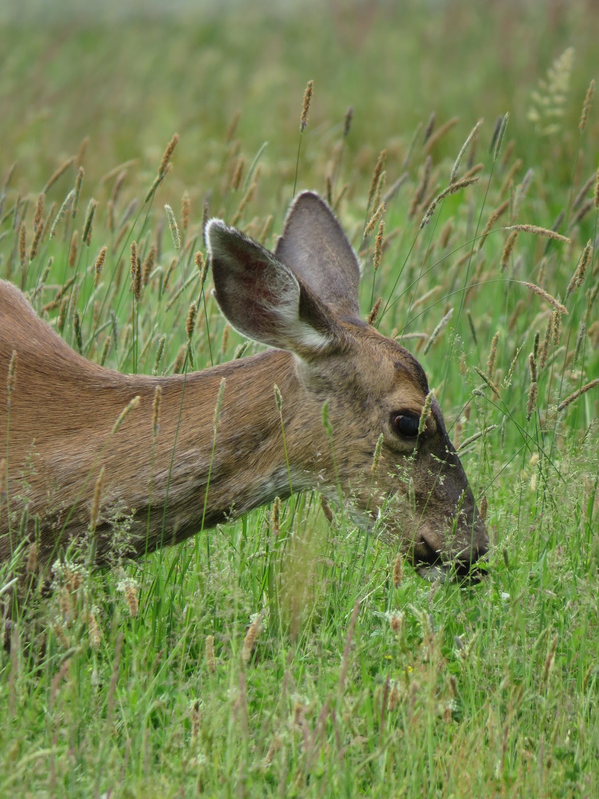 Mammals of Southern Arizona