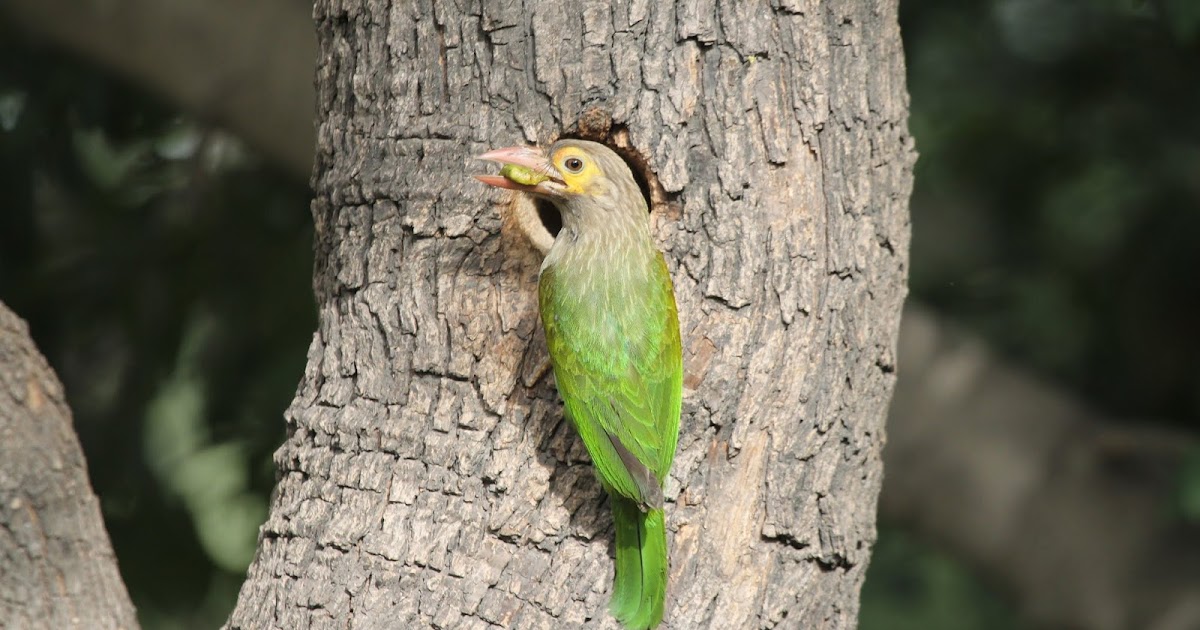 When the Amaltas Blooms...