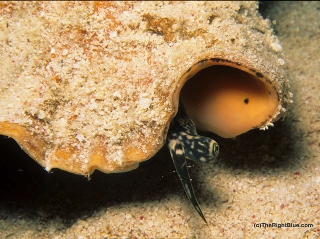 Queen Conch snail (Strombus gigas), Cayman Islands