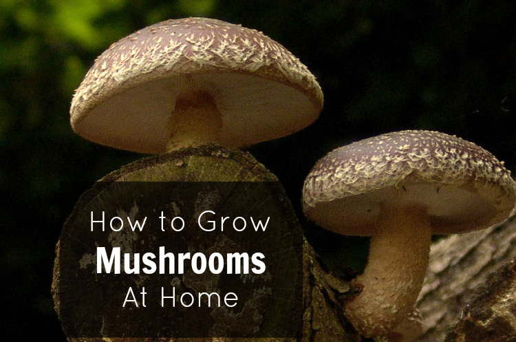 How To Grow Mushrooms At Home - Growing Mushrooms