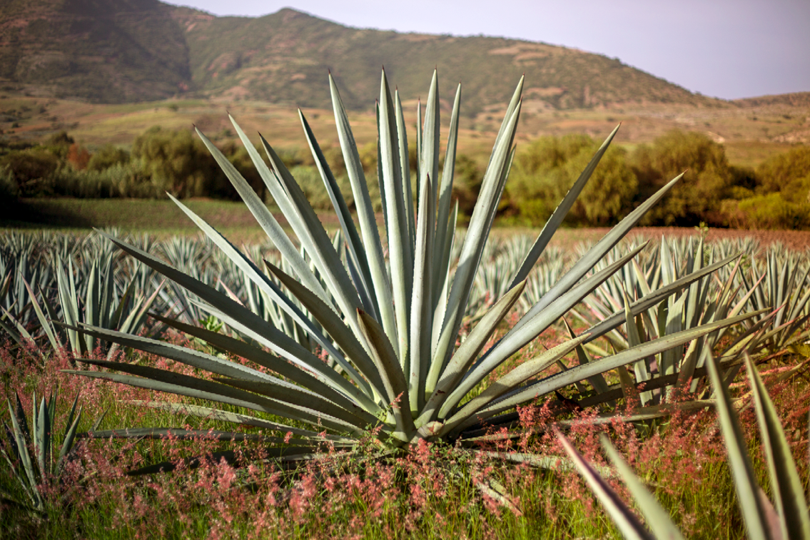 Conoce las 9 Especies de Agaves Mezcaleros de Oaxaca Vive Oaxaca